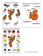 Grafiken-Eichhörnchen.pdf